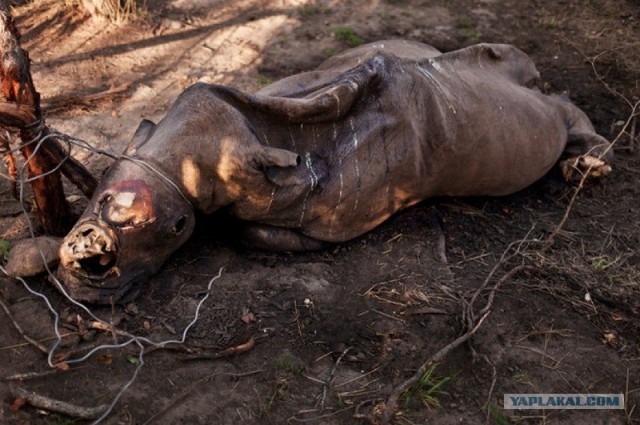Война за носорогов