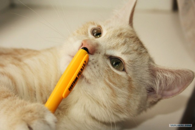 Котовторник   5.06.2012