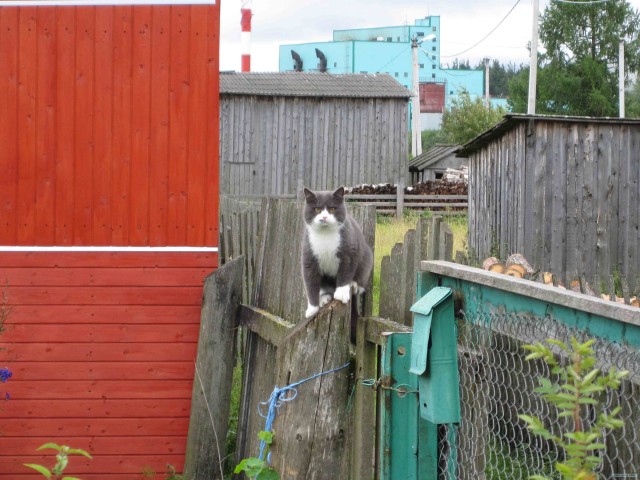 Котовторник  4.09.12