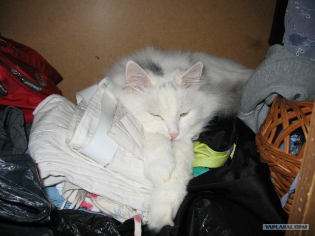 Новогодний Котовторник 01.01.2013