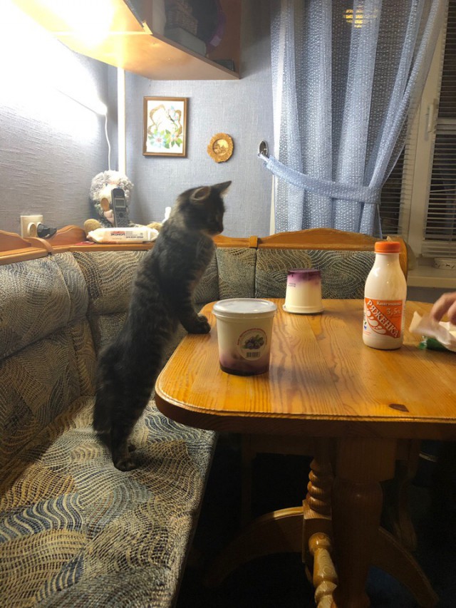 Котовторник однако
