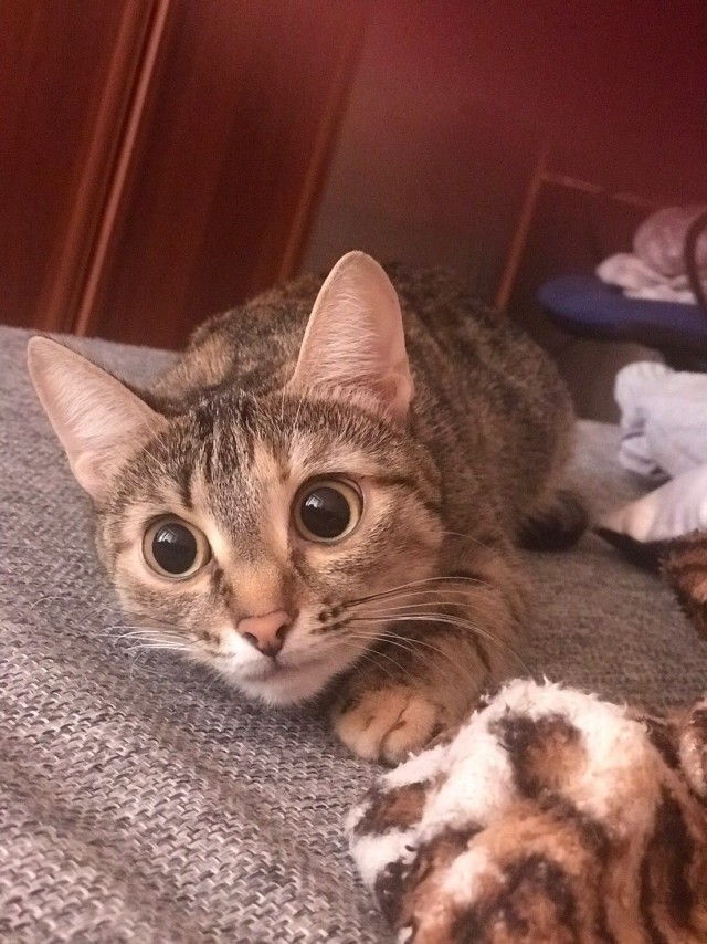 Забавные фото котеек
