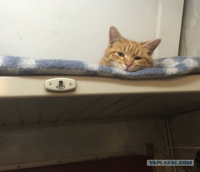 Еще к котовторнику. Поездатые коты