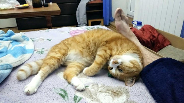 Кошки , кошечки, котяры 14.03.21