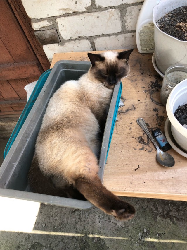 Хоба! Котовторник!