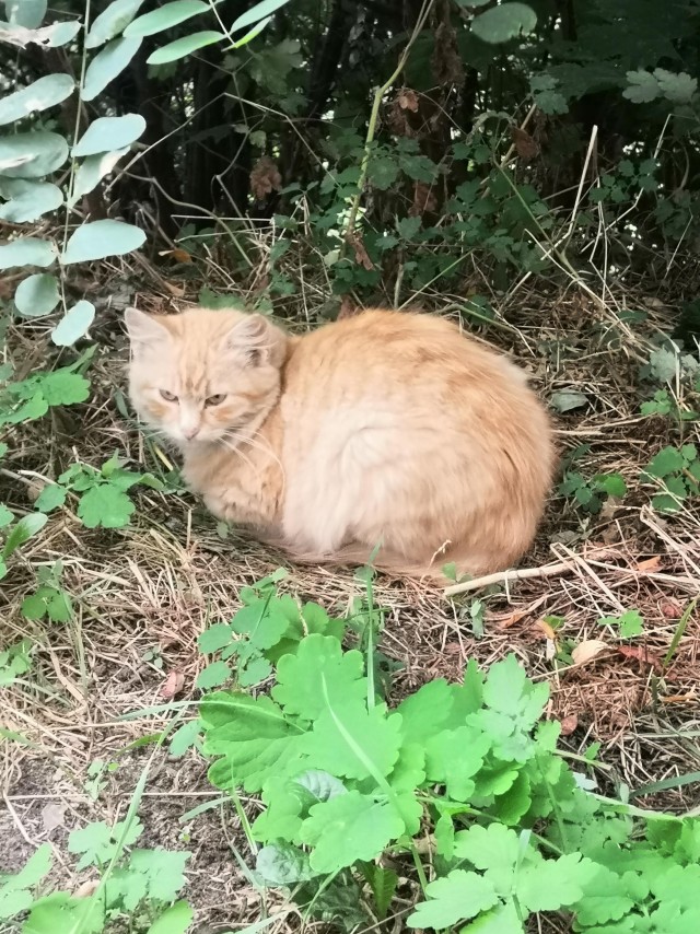 Котовторник 14.09.2021