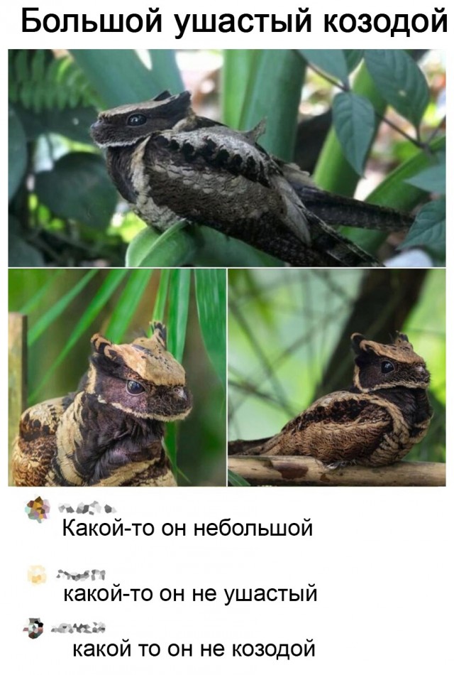 Всяческие картинки 12.01.2022