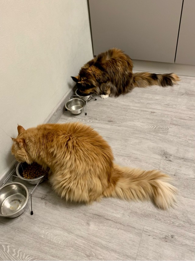 Котовторник 25.01.22