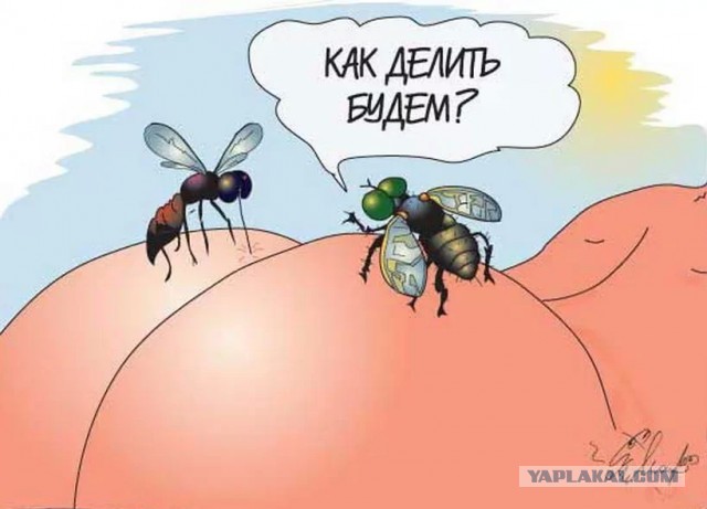Как вести себя при укусе пчелы, осы или шершня?