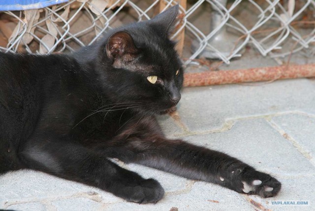 Южный берег Крыма