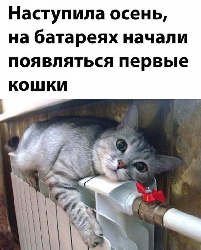 Картинки и мемы. Выходные близко...