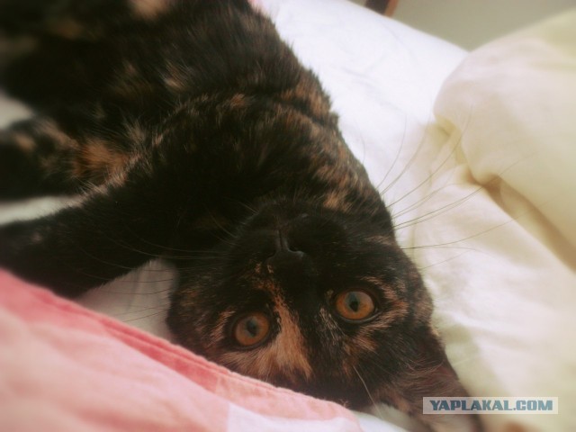 Котовторник 16.04.2013