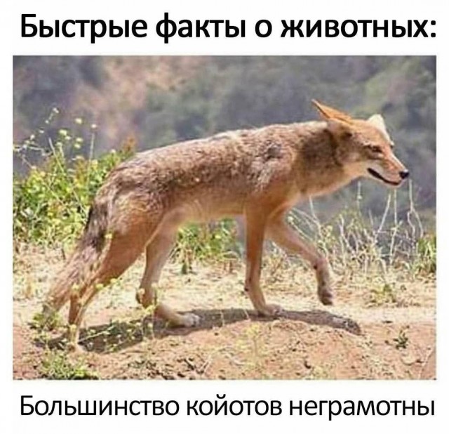 Никакие картинки