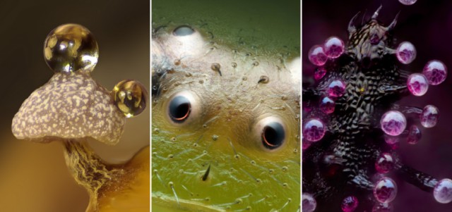 Жизнь под микроскопом: 11 победителей фотоконкурса Nikon Small World 2024