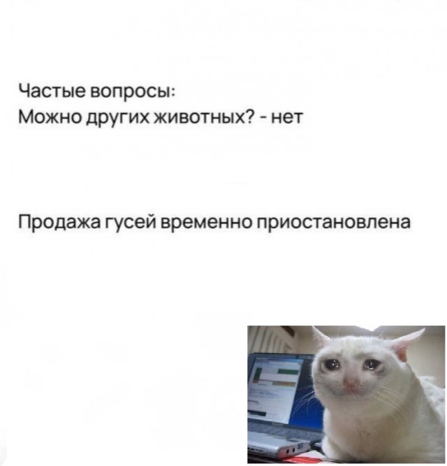Десятилетний мальчик из Москвы продаёт пластилиновых гусей по 15 рублей на Авито. Становление будущего магната