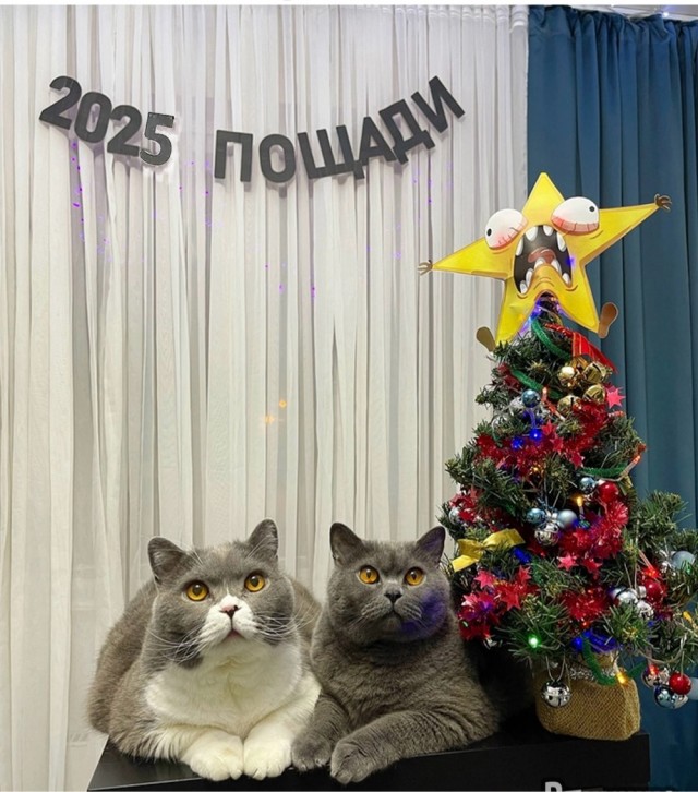Весёлый полтишок 31.12.24