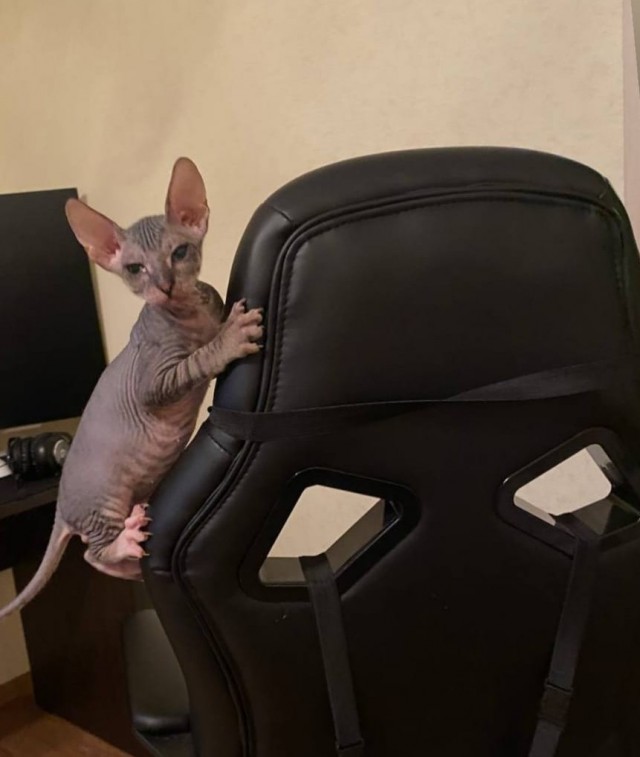Котовторник!