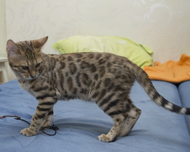 О бенгальских котах на наглядном примере