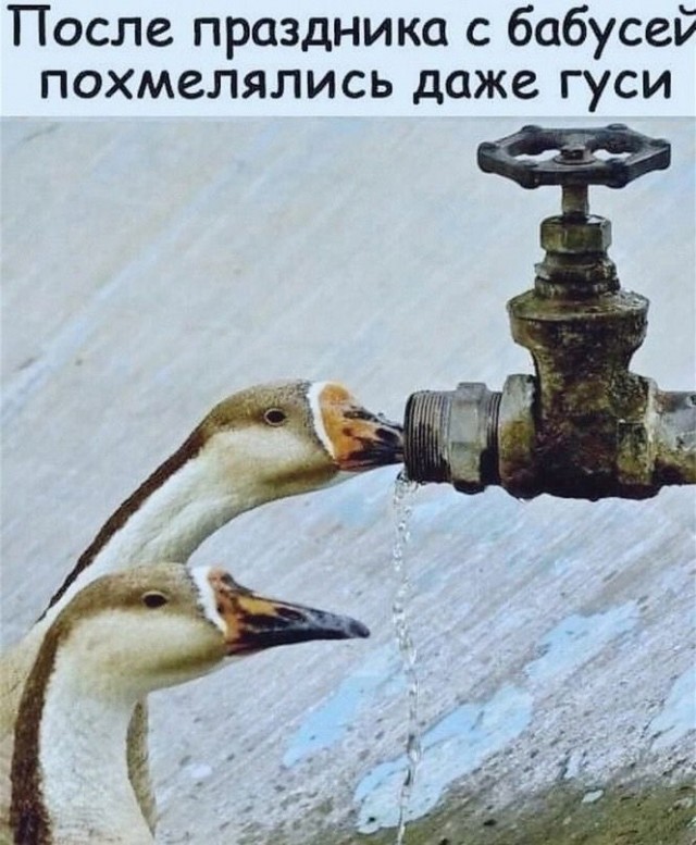 Гусиная тема