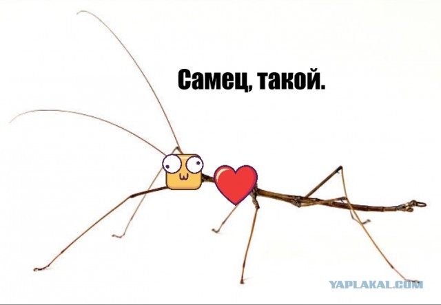 Фу жирухи