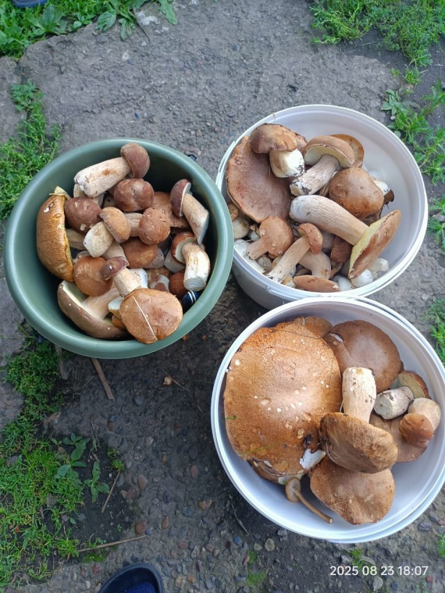 Грибалка