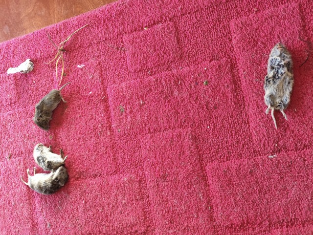 Поймал мыша — ешь не спеша