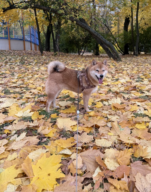 Вот и осень к нам пришла