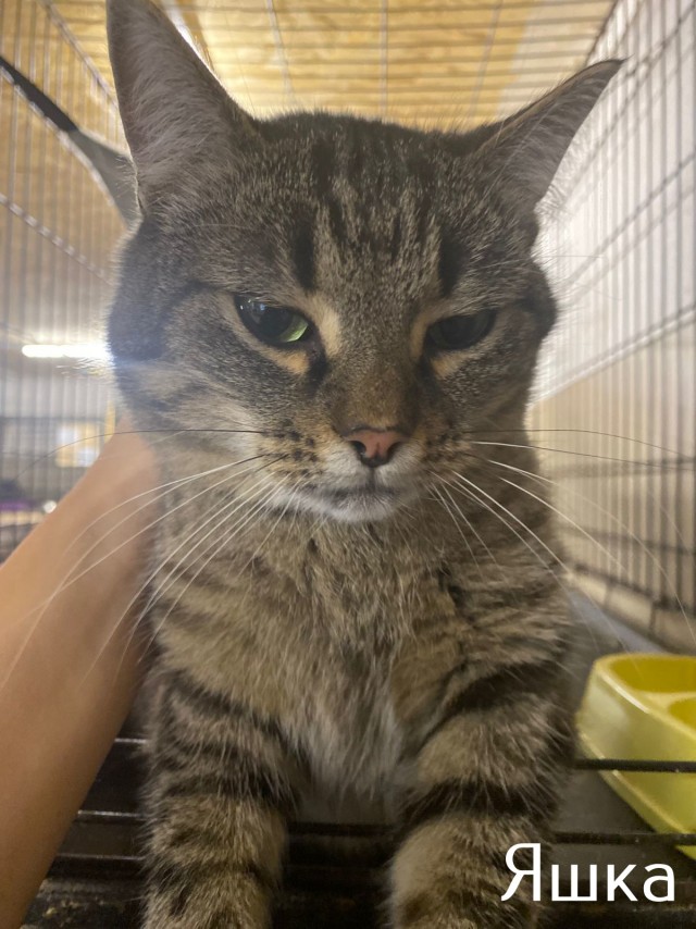 Жизнь домашнего приюта "Котоленд" 515