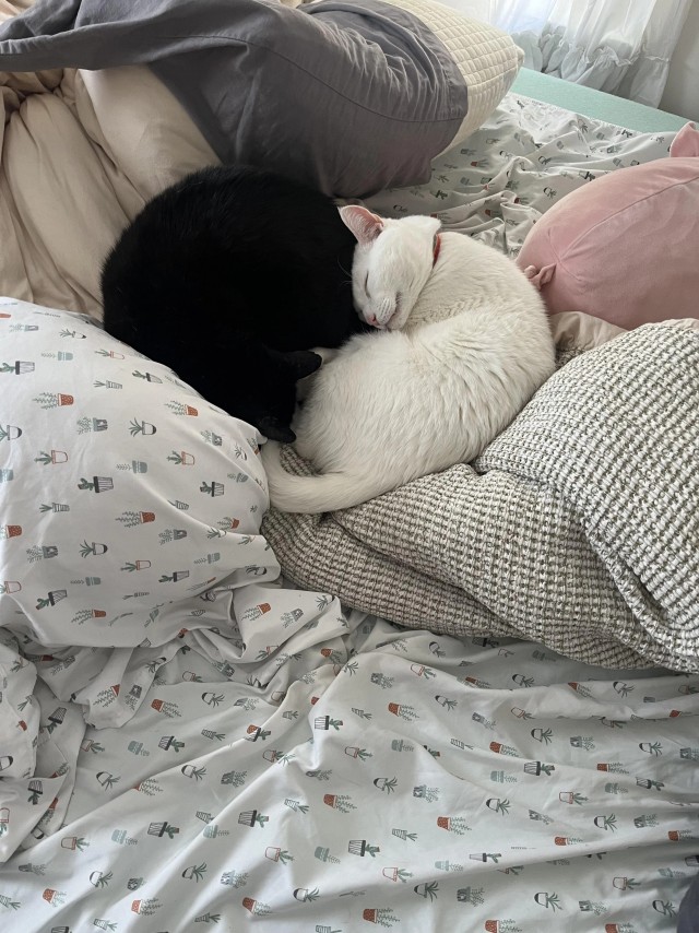 Рандомных фото котов тред