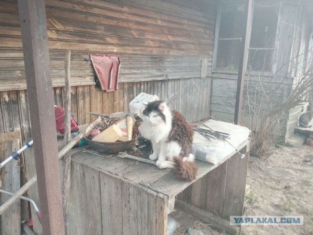 Жизнь домашнего приюта для котеек 575