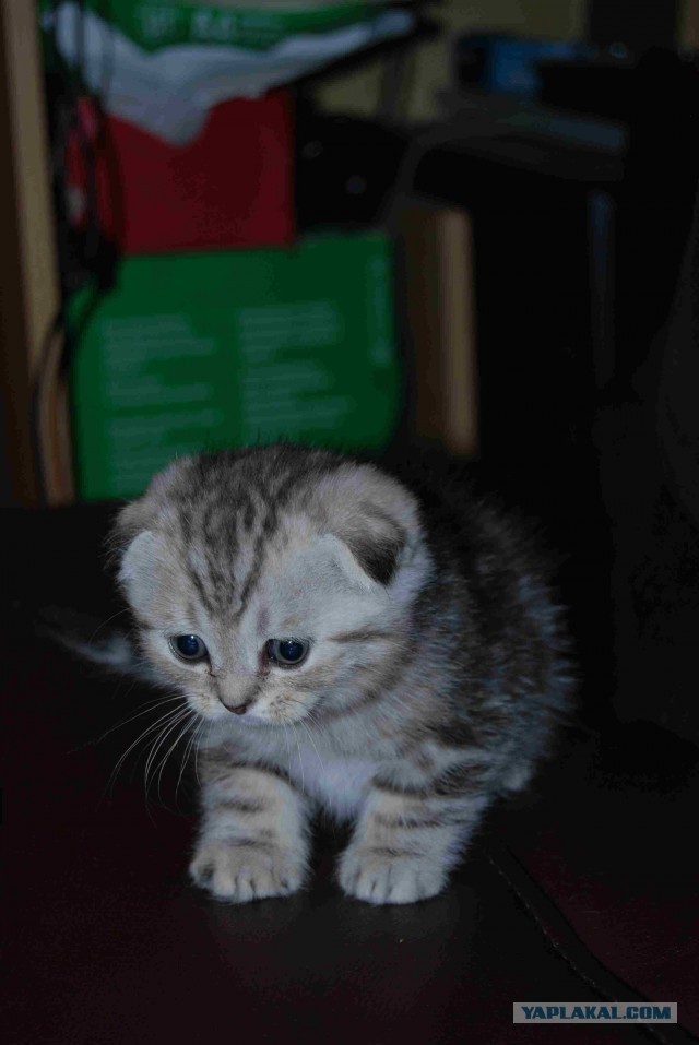 Котовторник 23.07.2013