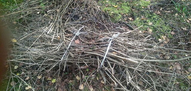 Всё идёт по плану, всё стадо под тотальный контроль. Конспирологи были правы