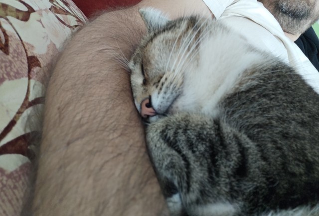 Котовторник Тимоноподобный
