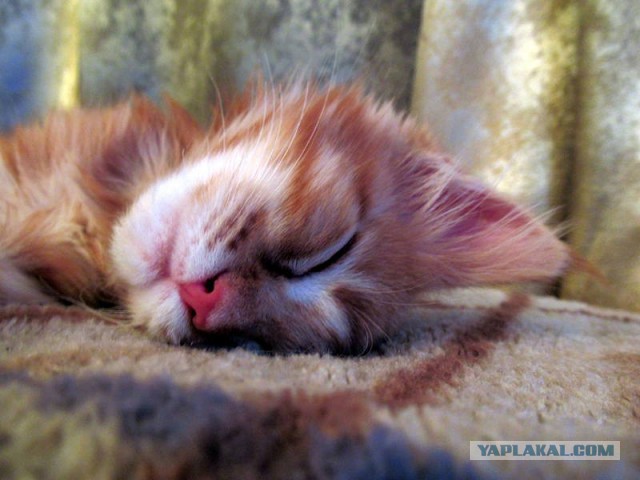 Котовторник 6.05.2014