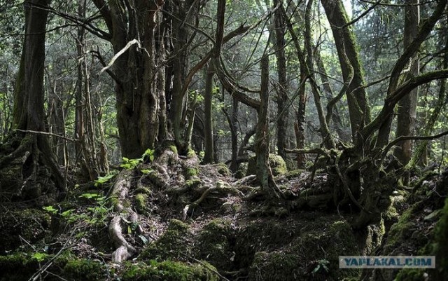 Puzzlewood - загадочный лес (19 фото)