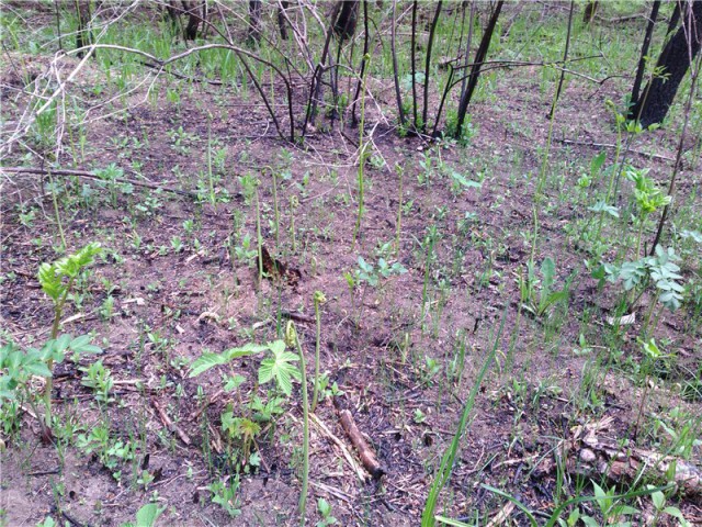 Жаркое "Таёжное"