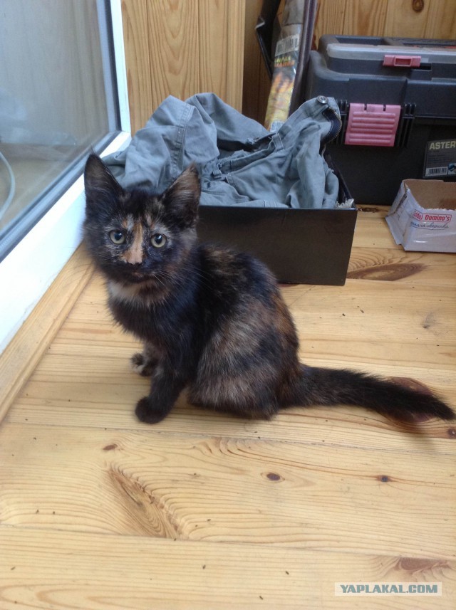 Котовторник 7.10.2014