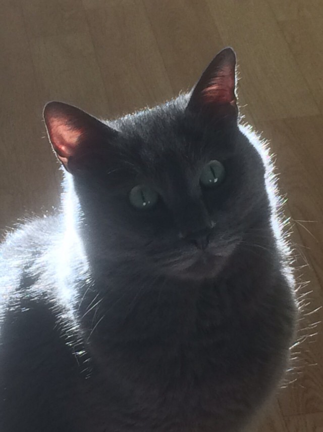 Котовторник
