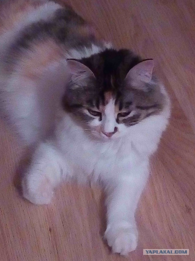 Котовторник 15.03