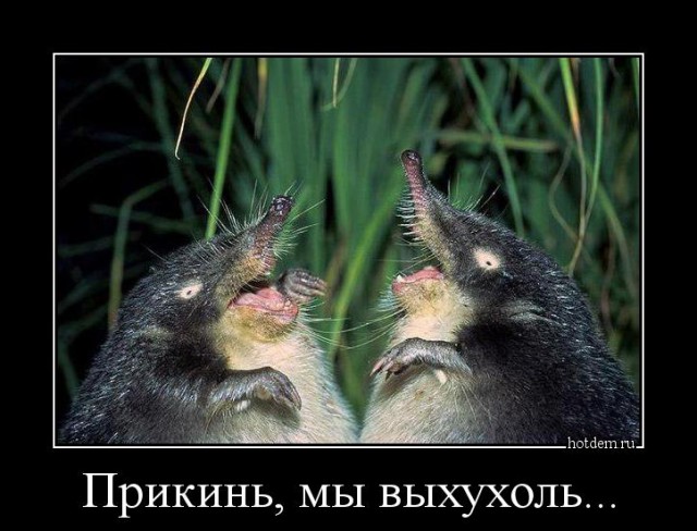 Демы без Темы