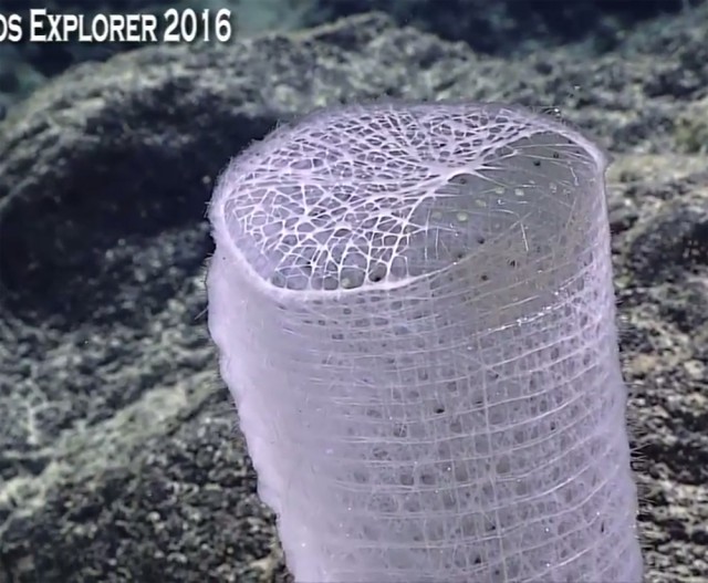 Началась онлайн-трансляция происходящего в самом глубоком месте Земли