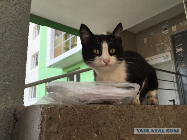 Малолетние упыри убили кота.