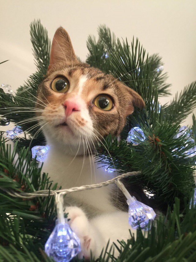 Коты из сети