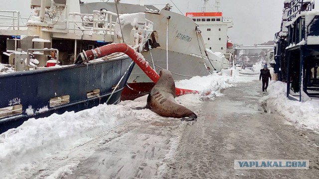 На Камчатке моряки подкормили голодного тюленя