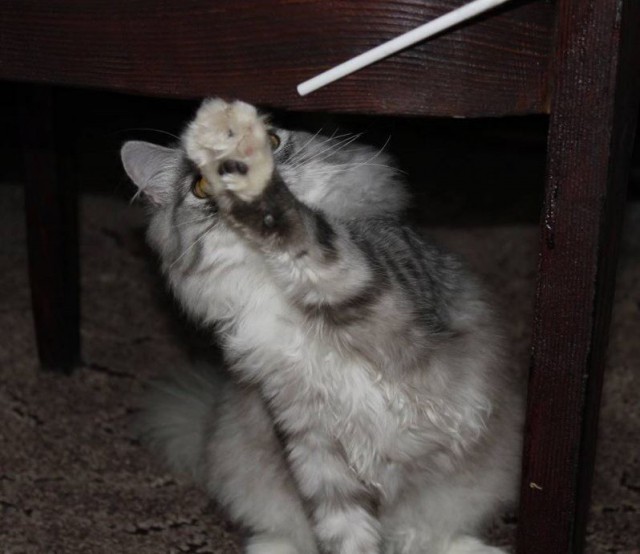 Коты и Кошки