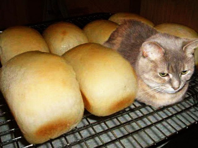 Коты и Кошки