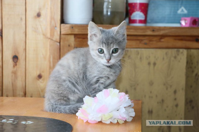 Коты и Кошки