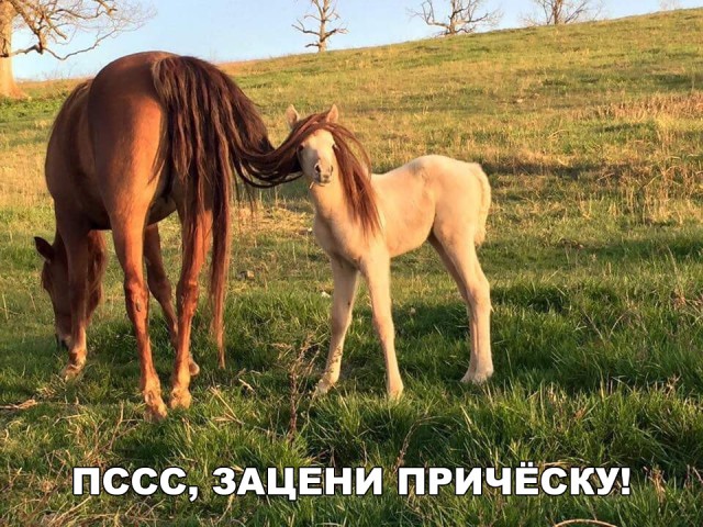 Живность из сети