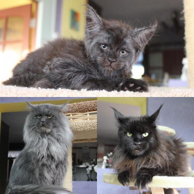 Кот с человеческим лицом