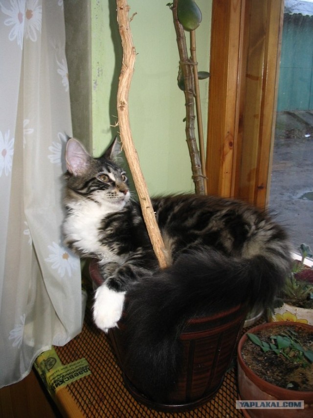 Котовторник на ЯПлакалъ